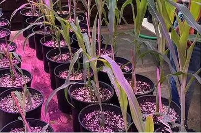 利用LED培(pei)育的(de)玉(yu)米(mi)有(you)何優(you)勢?美(mei)國辳(nong)業部研究得